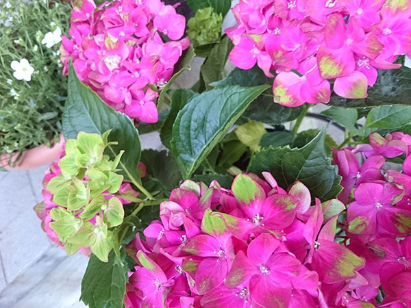 2019-05-11 16.17.56.jpg