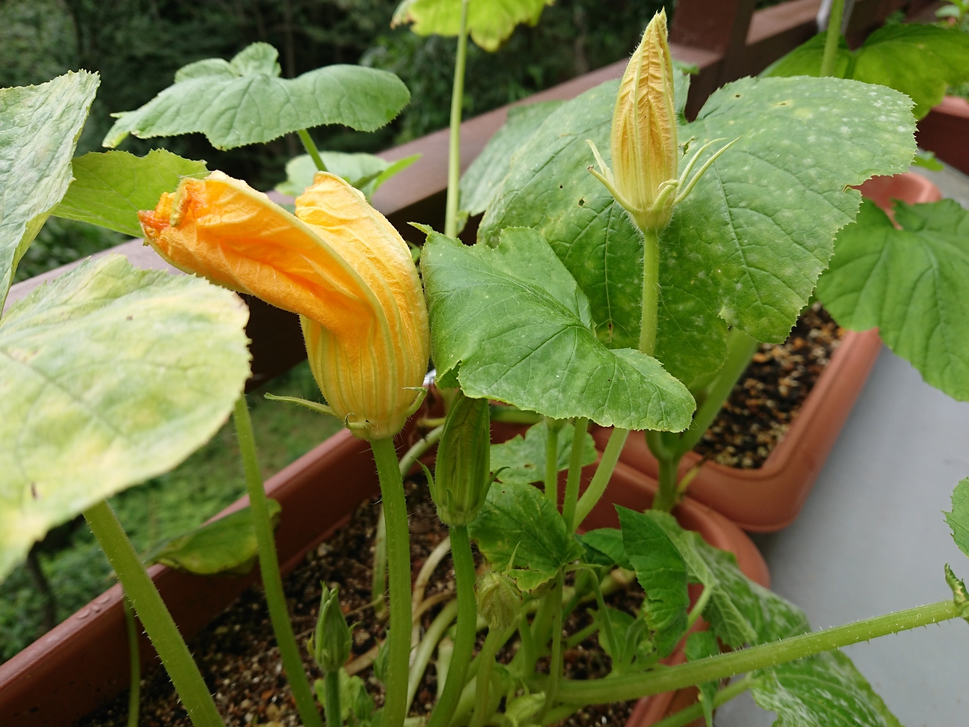 2020-07-20 12.15.41.jpg